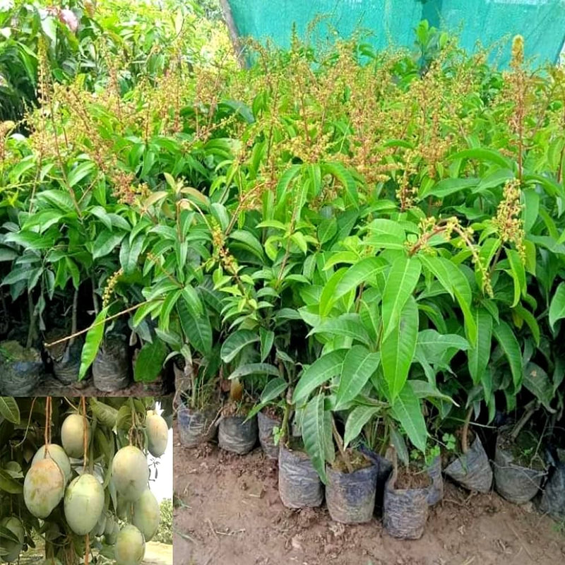 Partner Nursery fruit plant All time mango grafted plant