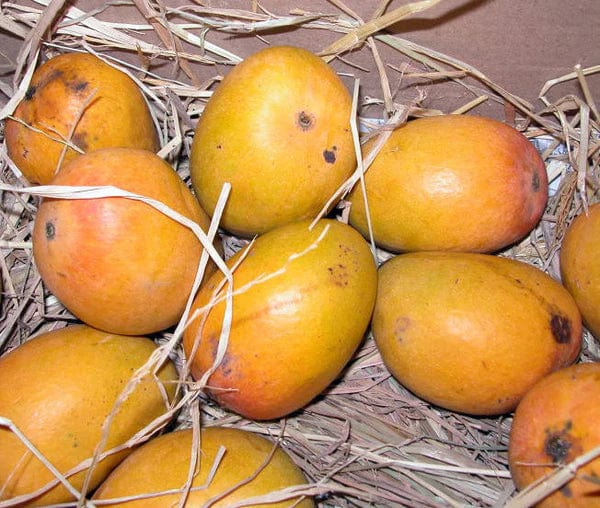 Partner Nursery Fruit Plant Alphonso Mango Fruit Plant (S)-1.5 to 2 ft Alphonso Mango Fruit Plant (S)-1.5 to 2 ft-Urban Plants