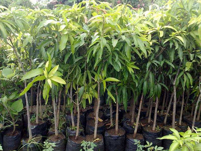 Partner Nursery fruit plant Himsagar Mango Plant Himsagar Mango Plant-Urban Plants