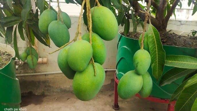 Partner Nursery fruit plant Thai Sadabahar Mango (Katimoni) Thai Sadabahar Mango (Katimoni) - Urban Plants