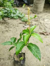 Partner Nursery fruit plant Thai Sadabahar Mango (Katimoni) Thai Sadabahar Mango (Katimoni) - Urban Plants