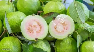 Partner Nursery G-vilas Guava Plant G-Vilas Guava Plant-Urban Plants