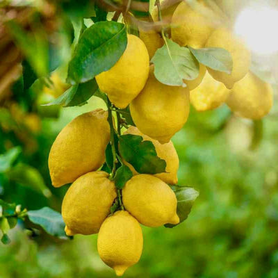 Partner Nursery Gandharaj Lemon Plant Gandharaj Lemon Plant-Urban Plants