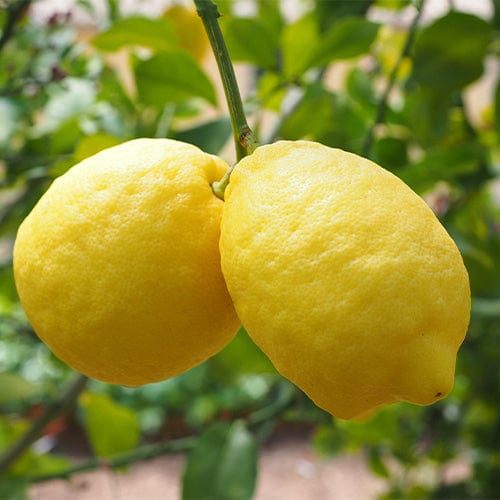 Partner Nursery Gandharaj Lemon Plant Gandharaj Lemon Plant-Urban Plants