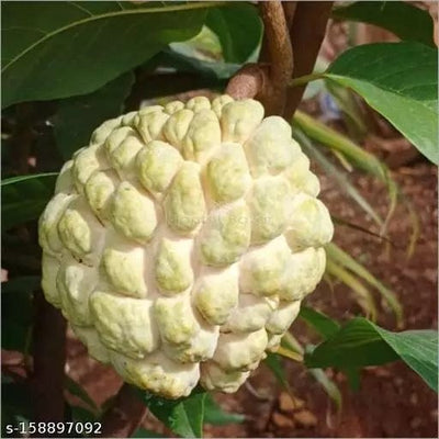 Partner Nursery Golden Custard Apple Plant Golden Custard Apple Plant-Urban Plants