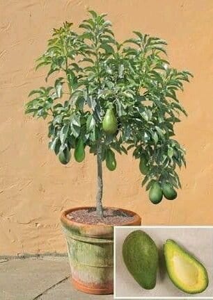 Partner Nursery Grafted Avocado Plant Grafted Avocado Plant-Urban Plants