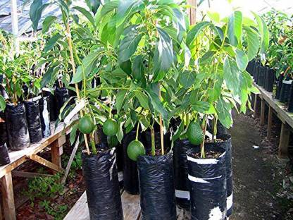 Partner Nursery Grafted Avocado Plant Grafted Avocado Plant-Urban Plants