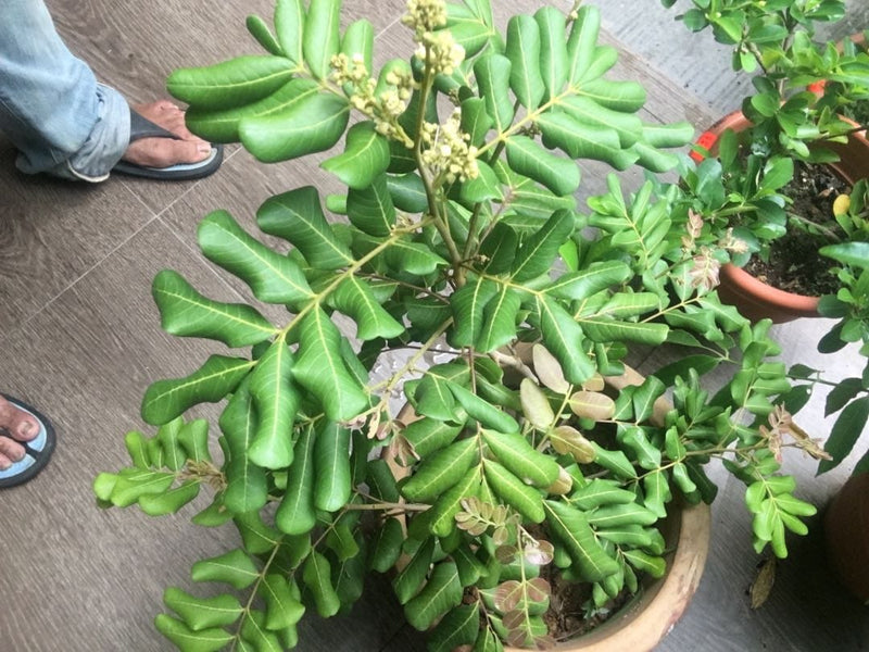 Partner Nursery Grafted Longon Plant Grafted Longon Plant-Urban Plants