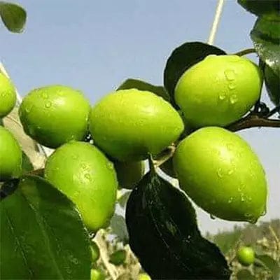 Partner Nursery Green Apple Ber Plant Green Apple Ber Plant-Urban Plants