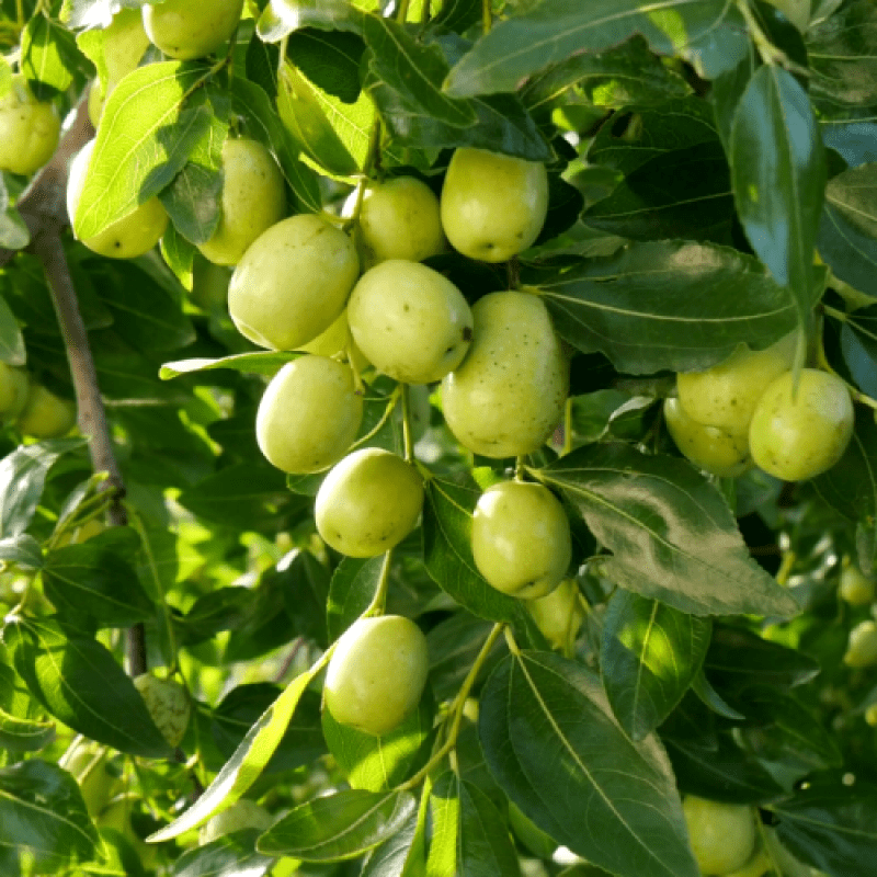 Partner Nursery Green Apple Ber Plant Green Apple Ber Plant-Urban Plants