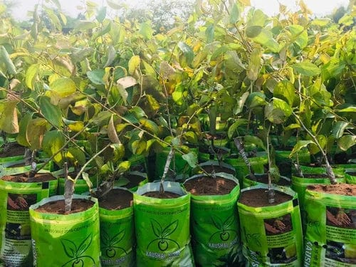 Partner Nursery Green Apple Ber Plant Green Apple Ber Plant-Urban Plants