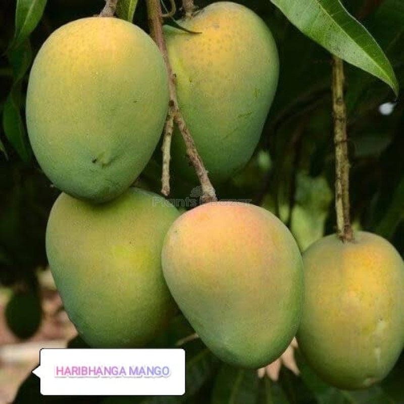 Partner Nursery Haribhanga Mango Plant Haribhanga Mango Plant-Urban Plants