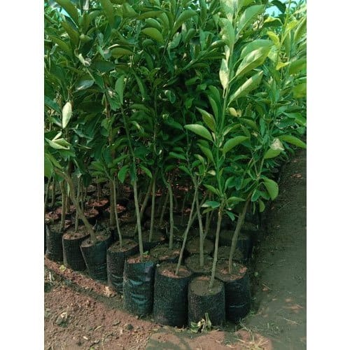 Partner Nursery Indian Mosambi Indian Nursery Indian Mosambi Indian Nursery-Urban Plants