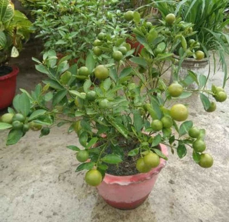 Partner Nursery Kagzi All Season Lemon Plant Kagzi All Season Lemon Plant-Urban Plants