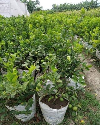 Partner Nursery Kagzi All Season Lemon Plant Kagzi All Season Lemon Plant-Urban Plants
