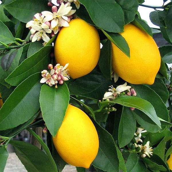 Partner Nursery Kagzi All Season Lemon Plant Kagzi All Season Lemon Plant-Urban Plants