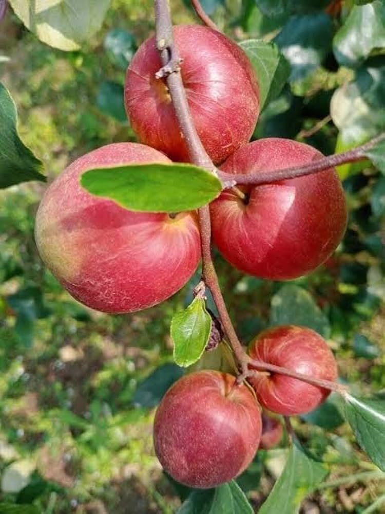 Partner Nursery Kashmir Red Apple Ber Plant Kashmir Red Apple Ber Plant-Urban Plants