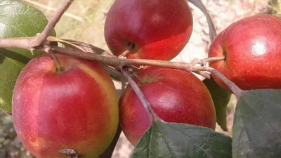 Partner Nursery Kashmir Red Apple Ber Plant Kashmir Red Apple Ber Plant-Urban Plants