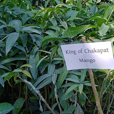 Partner Nursery King of Chakapat Mango King of Chakapat Mango-Urban Plants