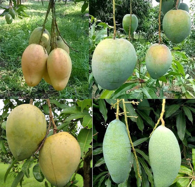 Partner Nursery Kujai Mango Kujai Mango-Urban Plants