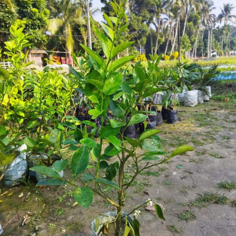 Partner Nursery Long Kagzi Lemon Plant Long Kagzi Lemon Plant-Urban Plants