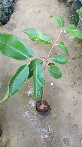 Partner Nursery Malaysian Black Jamun Malaysian Black Jamun-urban Plants