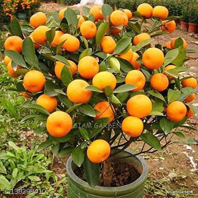 Partner Nursery Mandarin Orange Mandarin Orange-Urban Plants