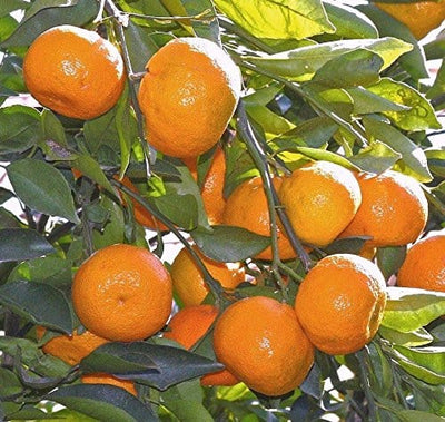 Partner Nursery Nagpuri Orange Plant Nagpuri Orange Plant-Urban Plants