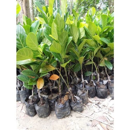 Partner Nursery Pink Jackfruit Plant Pink Jackfruit Plant-Urban Plants