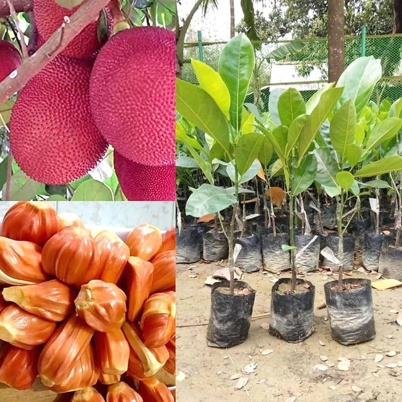 Partner Nursery Pink Jackfruit Plant Pink Jackfruit Plant-Urban Plants