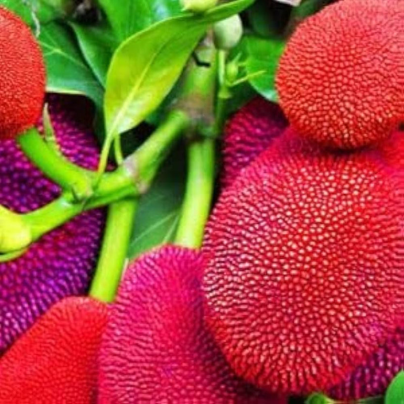 Partner Nursery Red Jackfruit Plant Red Jackfruit Plant-Urban Plants