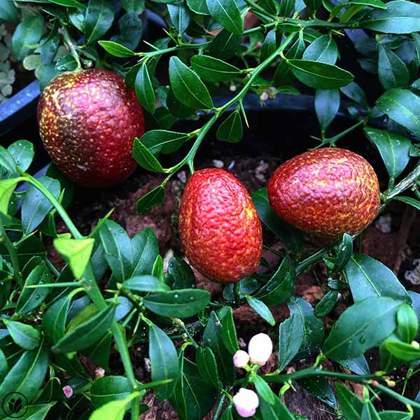 Partner Nursery Red Lime Plant Red Lime Plant-Urban Plants