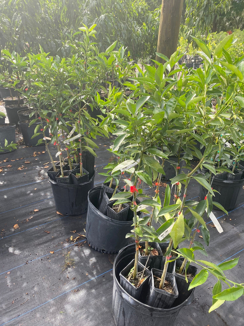 Partner Nursery Red Lime Plant Red Lime Plant-Urban Plants