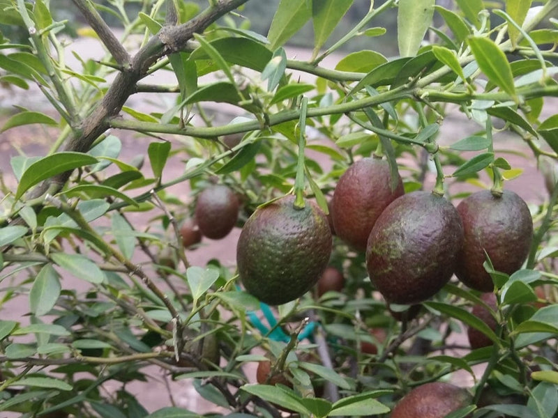 Partner Nursery Red Lime Plant Red Lime Plant-Urban Plants