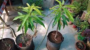Partner Nursery Sensation Mango Plant Sensation Mango Plant-Urban Plants