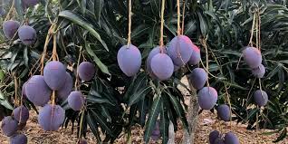 Sensation Mango Plant-Urban Plants – Urban Plants™
