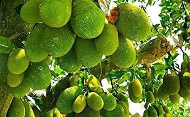 Partner Nursery Thai All Time Jackfruit Plant Thai All Time Jackfruit Plant-Urban Plants