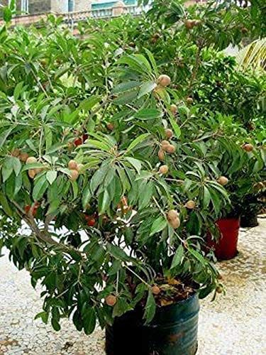 Partner Nursery Thai Chikoo Plant Thai Chikoo Plant-Urban Plants