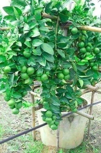 Partner Nursery Thai Seedless Lemon Plant Thai Seedless Lemon Plant-Urban Plants