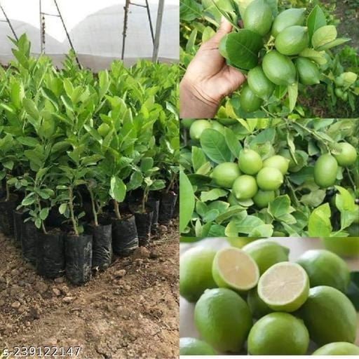 Partner Nursery Thai Seedless Lemon Plant Thai Seedless Lemon Plant-Urban Plants