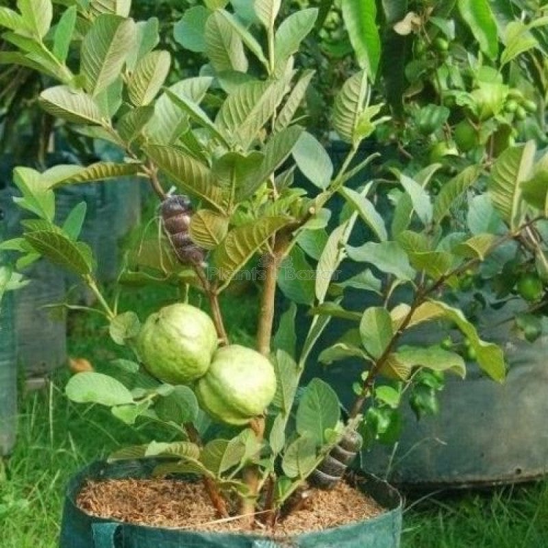 Partner Nursery Thai Super Guava Plant (All Season) Thai Super Guava Plant (All Season)-Urban Plants