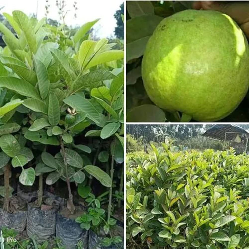 Partner Nursery Thai Super Guava Plant (All Season) Thai Super Guava Plant (All Season)-Urban Plants