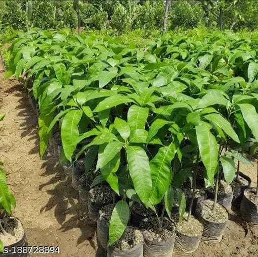 Partner Nursery Tommy Atkins mango Tommy Atkins mango-Urban Plants