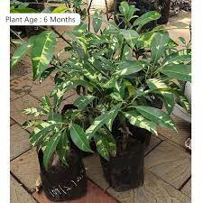 Partner Nursery Variegated Chikoo Plant Variegated Chikoo Plant-Urban Plants