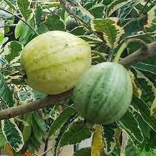 Partner Nursery Variegated Guava Plant Variegated Guava Plant-Urban Plants