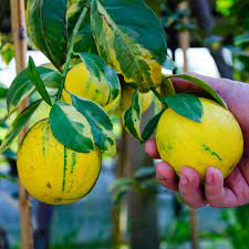 Partner Nursery Variegated Lemon Plant Variegated Lemon Plant-Urban Plants