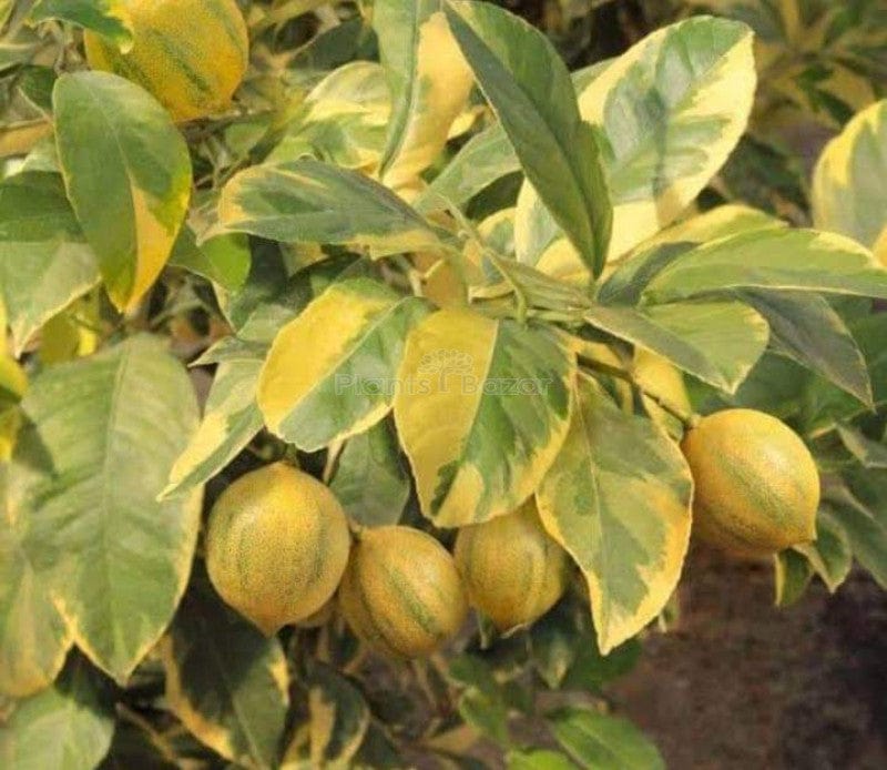 Partner Nursery Variegated Lemon Plant Variegated Lemon Plant-Urban Plants