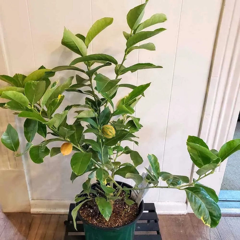 Partner Nursery Variegated Lemon Plant Variegated Lemon Plant-Urban Plants