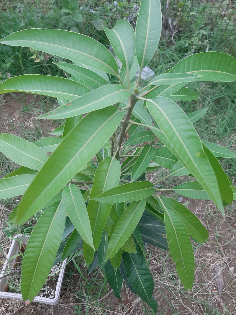 Partner Nursery Variegated Mango Plant Variegated Mango Plant-Urban Plants