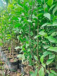 Partner Nursery Vietnam Orange Vietnam Orange-Urban Plants